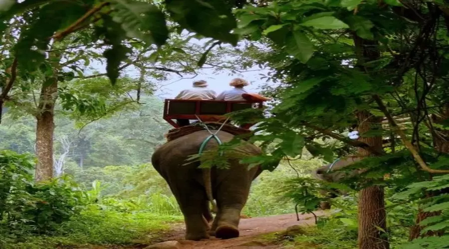Jim Corbett Packages With Safari for an Unforgettable Escape